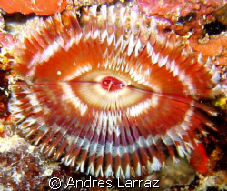 BANDED FAN WORM,OPEN FAN
1" wide by Andres Larraz 